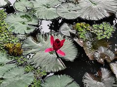 -云溪植物园