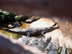 -海南热带野生动植物园