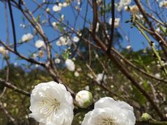 -南国桃园旅游度假区