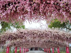 -南汇桃花村