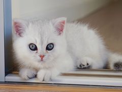 -糯米喵星人总部直营旗舰店·猫舍·幼猫出售