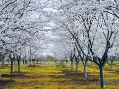 -天王浮山樱花园