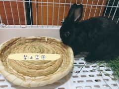 -宠物兔专门店(天丰利市场店)
