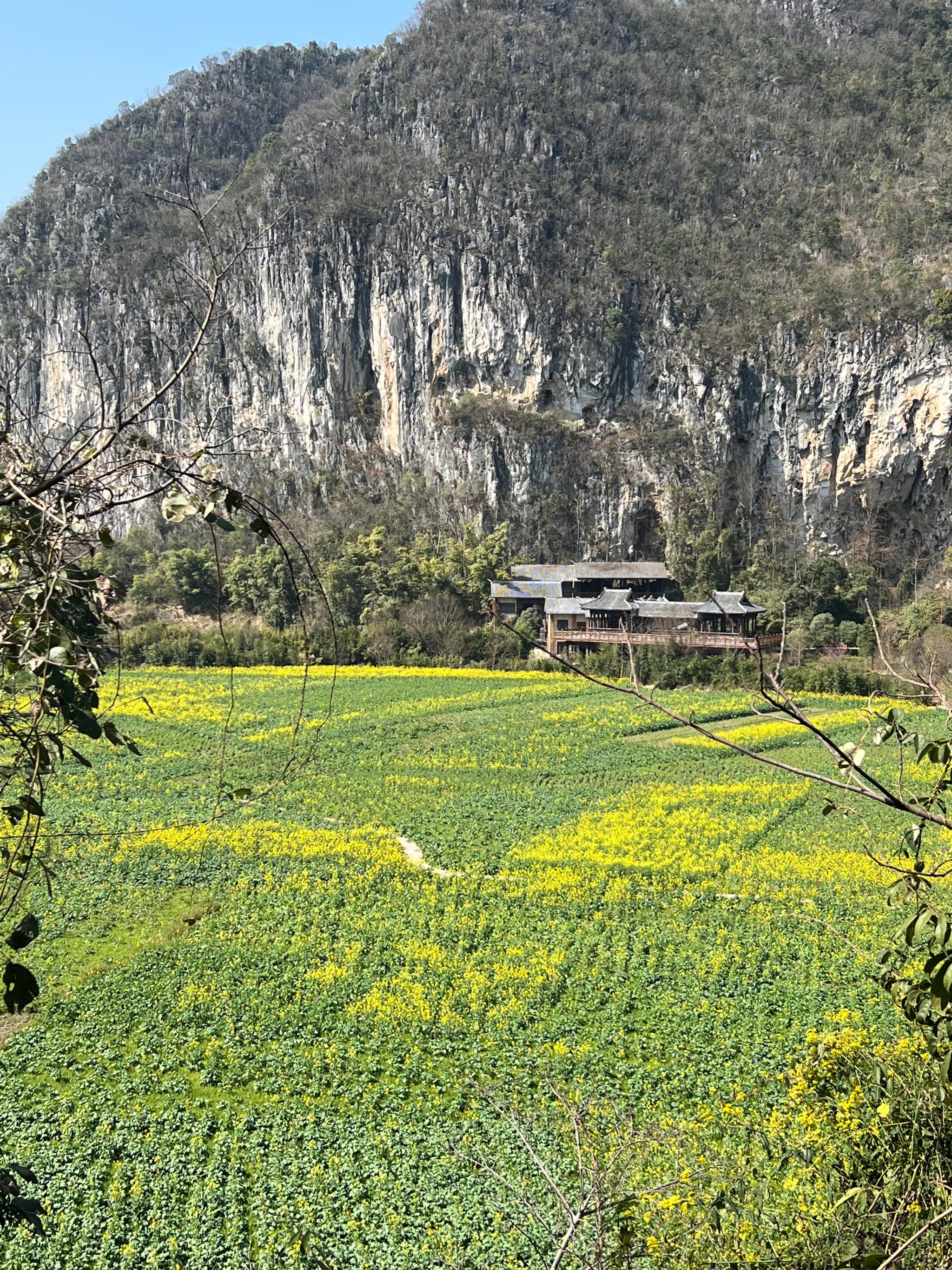 安顺油菜花景点在哪里图片