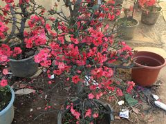 -龙大花卉苗木市场