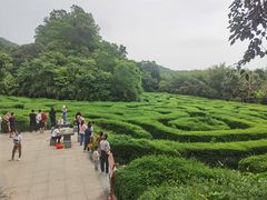 -大屏嶂森林公园