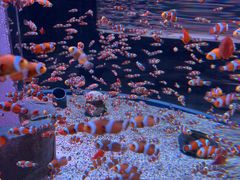 -海合安成都极地海洋公园