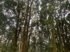 -黄埔油麻山森林公园