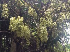iphone_upload_pic-清溪大王山森林公园