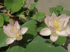-莲花池公园