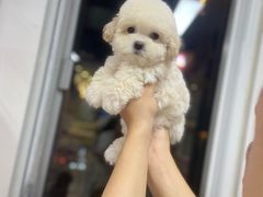 -萌宠之家·腊肠犬·马尔泰·小体犬舍