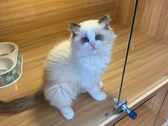 -猫十亿·布偶金渐层·曼基康矮脚猫舍(青年路店)
