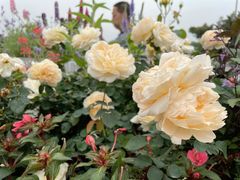 -深圳国际园林花卉博览园