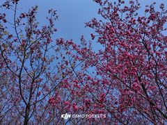 -福清灵石山国家森林公园