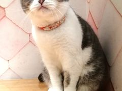 -猫冇咖·家门口的撸猫馆(大融城店)