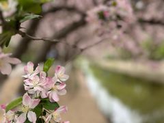 -海棠花溪(元大都城垣遗址公园)