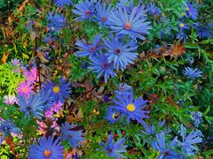 -永定河休闲森林公园