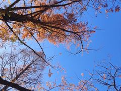 -白水寺森林公园