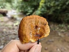 -西双版纳基诺山寨