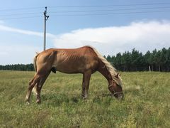 -塞罕坝国家级自然保护区