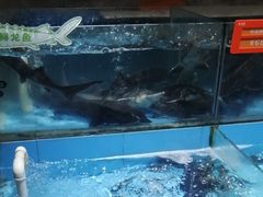 -饭怕鱼(阳光100店)