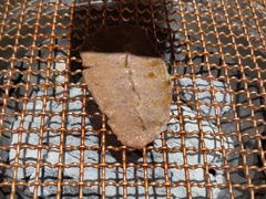 -九田家黑牛烤肉料理(华侨城店)