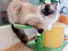 -猫在这儿猫咪咖啡馆·撸猫馆