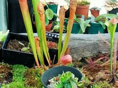 -国家植物园南园