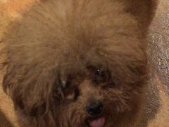 -more than meow吴止猫主题餐厅(承德 中船汇店)