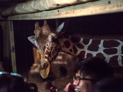 -清迈夜间动物园