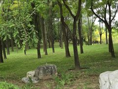 -大望京公园