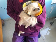 -瑞派福兴宠物医院犬猫全科·骨科·中西医结合(河东店)