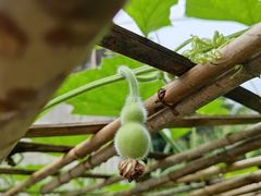 -老字号怡玺·藿香雅鱼(20年雅安店)