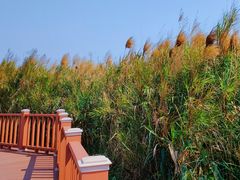 -芒洲湿地公园