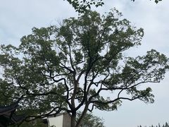 -杭州花家山庄