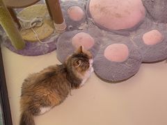 -三花喵·撸猫购宠·宠物生活馆(虹桥南丰城店)
