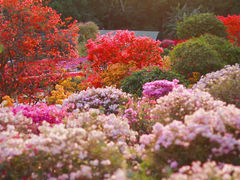 -莲花山公园