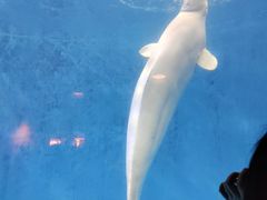 -海合安成都极地海洋公园