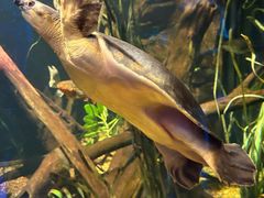 -悉尼海洋生物水族馆