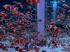 -海合安成都极地海洋公园
