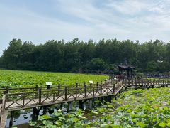 -合肥滨湖国家森林公园