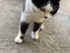 -喵屿·大理花园猫咖