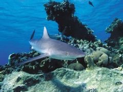 -上海海洋水族馆
