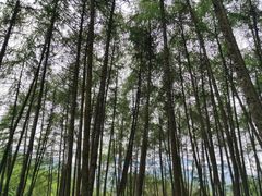 -硗碛藏寨·神木垒景区