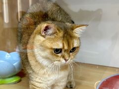 -青奢宠物·青奢猫舍