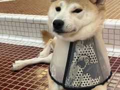 -和它·交个朋友·狗咖猫咖(爱琴海店)