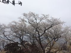 -洛阳白云山景区