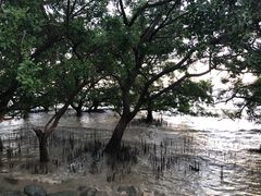 -宝安西湾红树林湿地公园