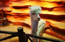 -酷嗒动物文化乐园(cutezoo西溪乐天城店)