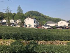 -十八棵（老龙井）御茶园(老龙井店)